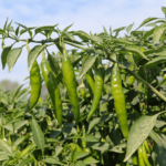 AgriLife Organic Farm Green Chilli